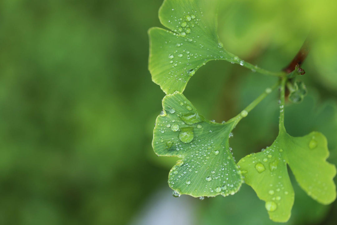 Ginkgo Biloba for Skin: Benefits and Why It's Used in Skincare