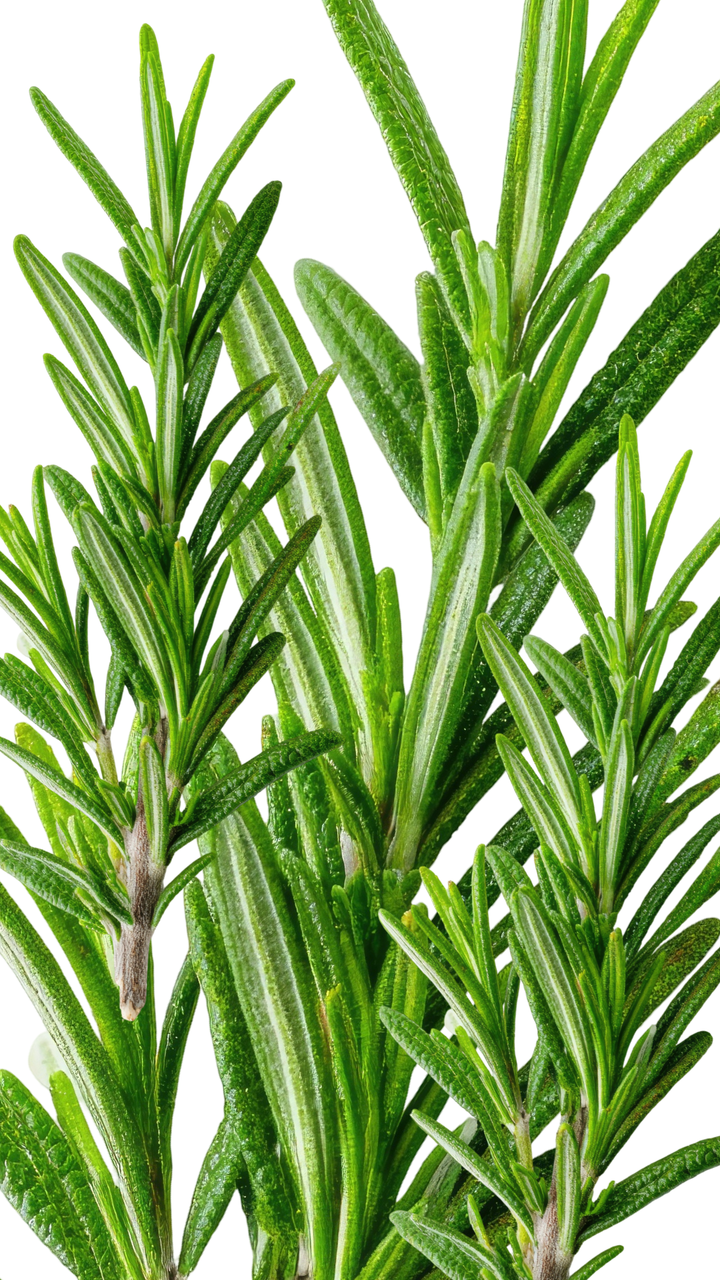 Rosemary Mint Scalp Deep Scalp Detox Scrub